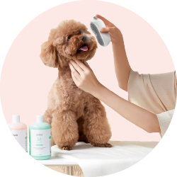Pet Care and Accessories